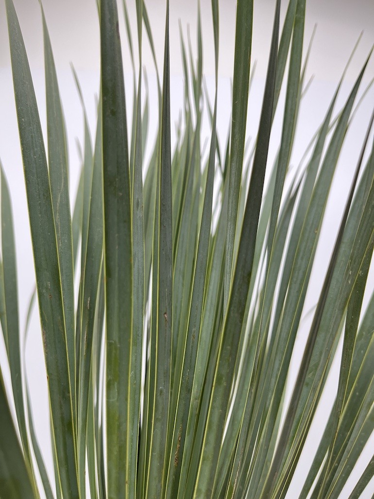 Yucca rostrata