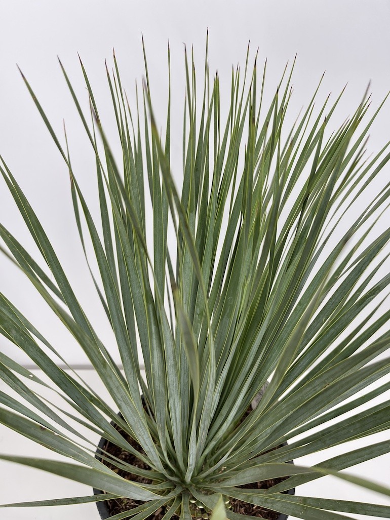 Yucca rostrata