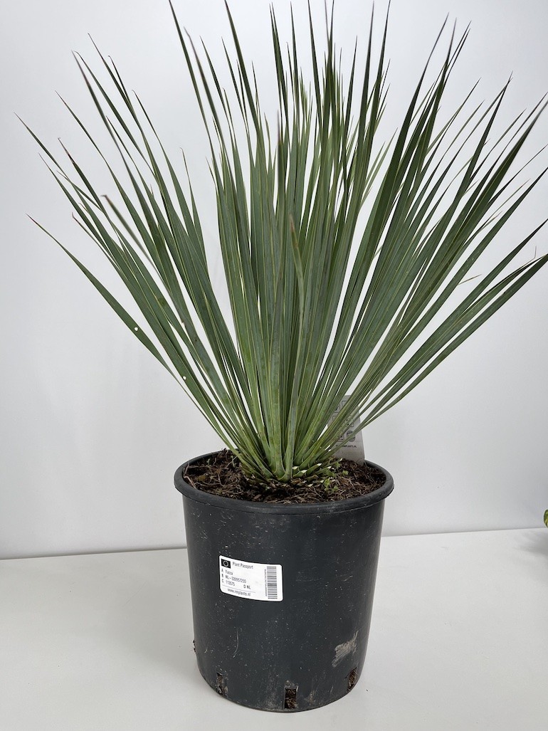 Yucca rostrata