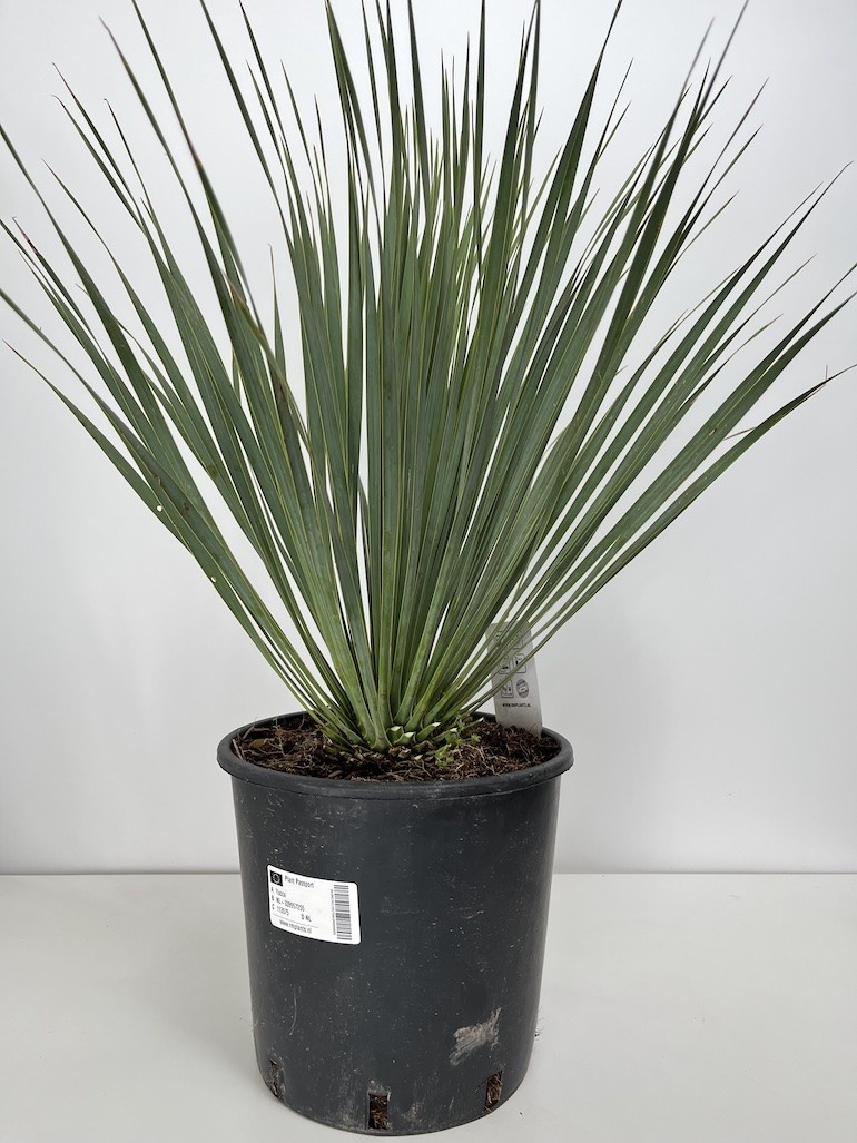 Yucca rostrata