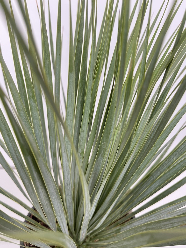 Yucca rostrata