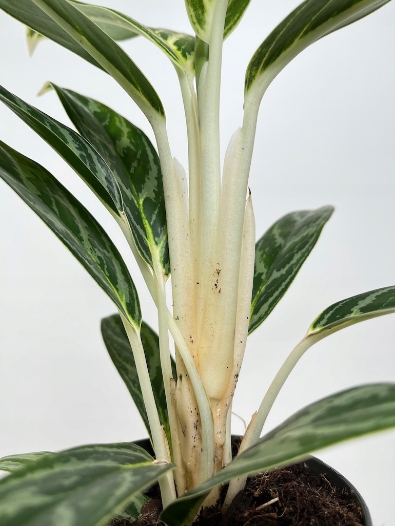 Aglaonema Ivy Green
