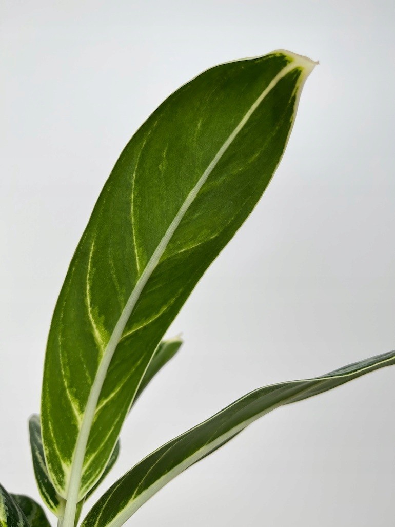 Aglaonema Ivy Green