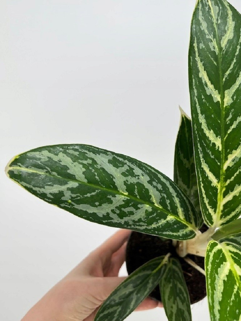 Aglaonema Ivy Green