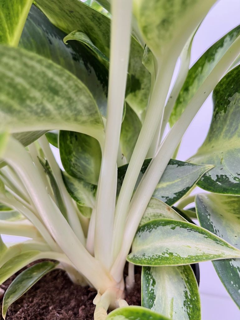 Aglaonema Silver Blue