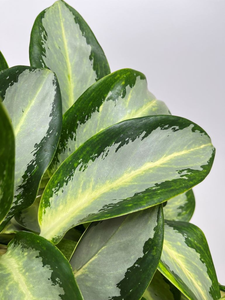 Aglaonema Silver Blue