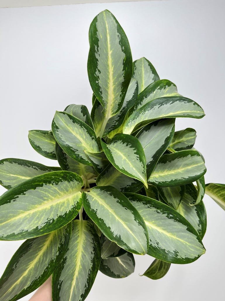 Aglaonema Silver Blue