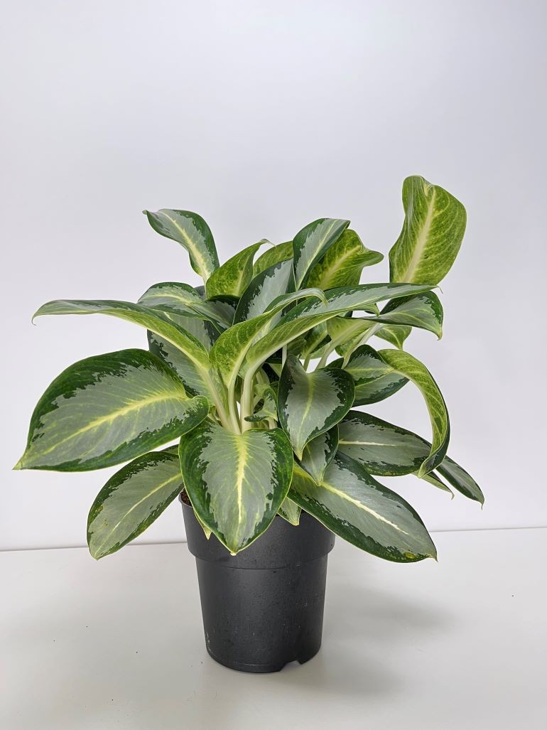 Aglaonema Silver Blue