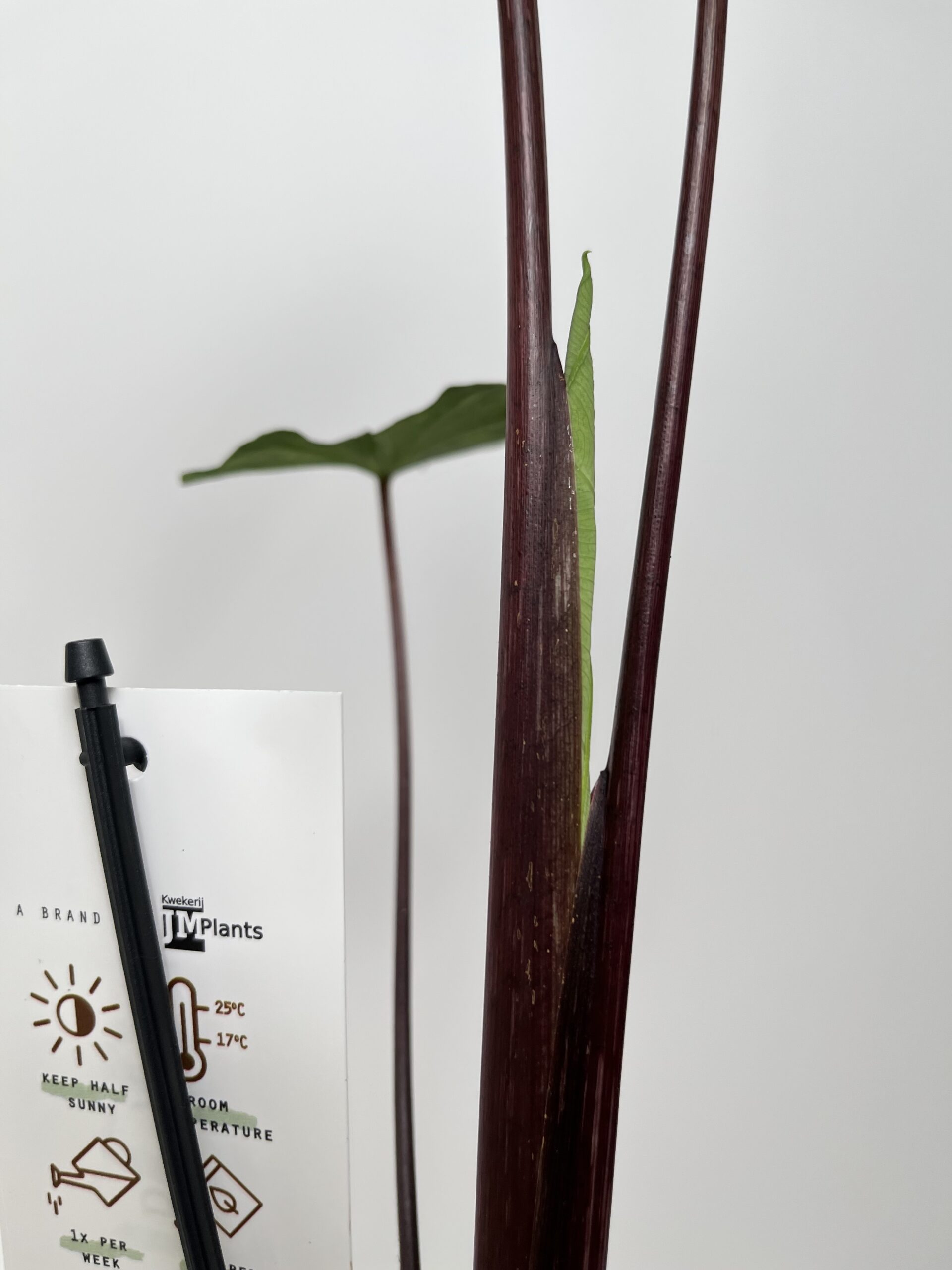 Colocasia Esculenta Lemon Lime Gecko