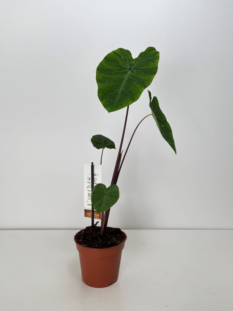 Colocasia Esculenta Lemon Lime Gecko