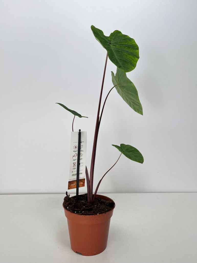 Colocasia Esculenta Lemon Lime Gecko