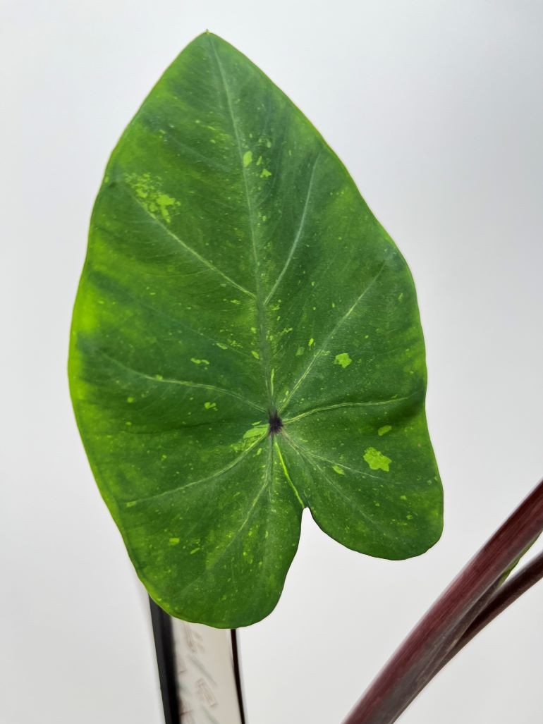 Colocasia Esculenta Lemon Lime Gecko