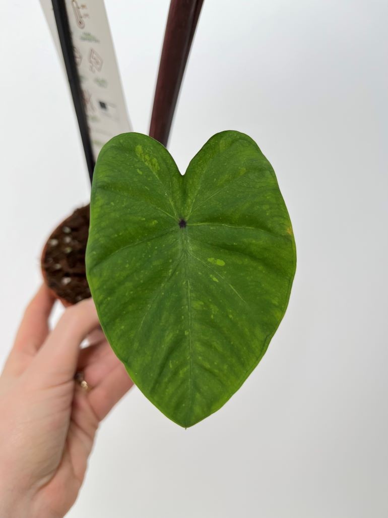 Colocasia Esculenta Lemon Lime Gecko