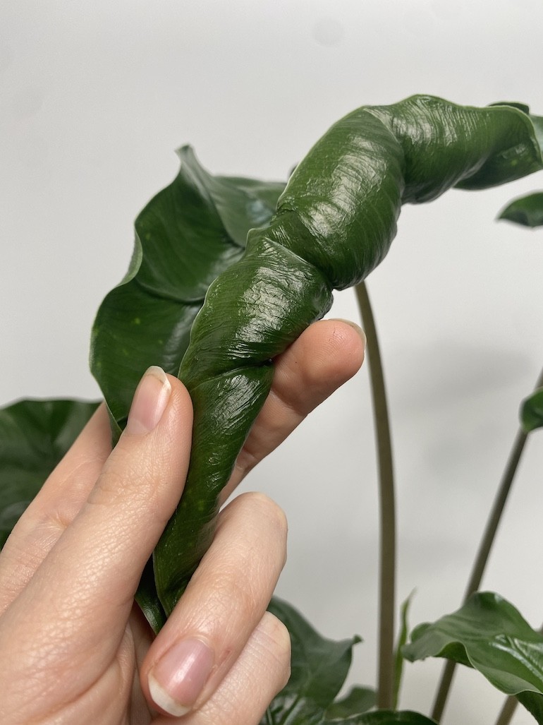 Alokazja Dragon Tail