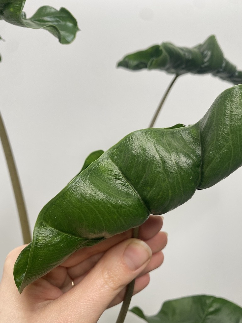Alokazja Dragon Tail