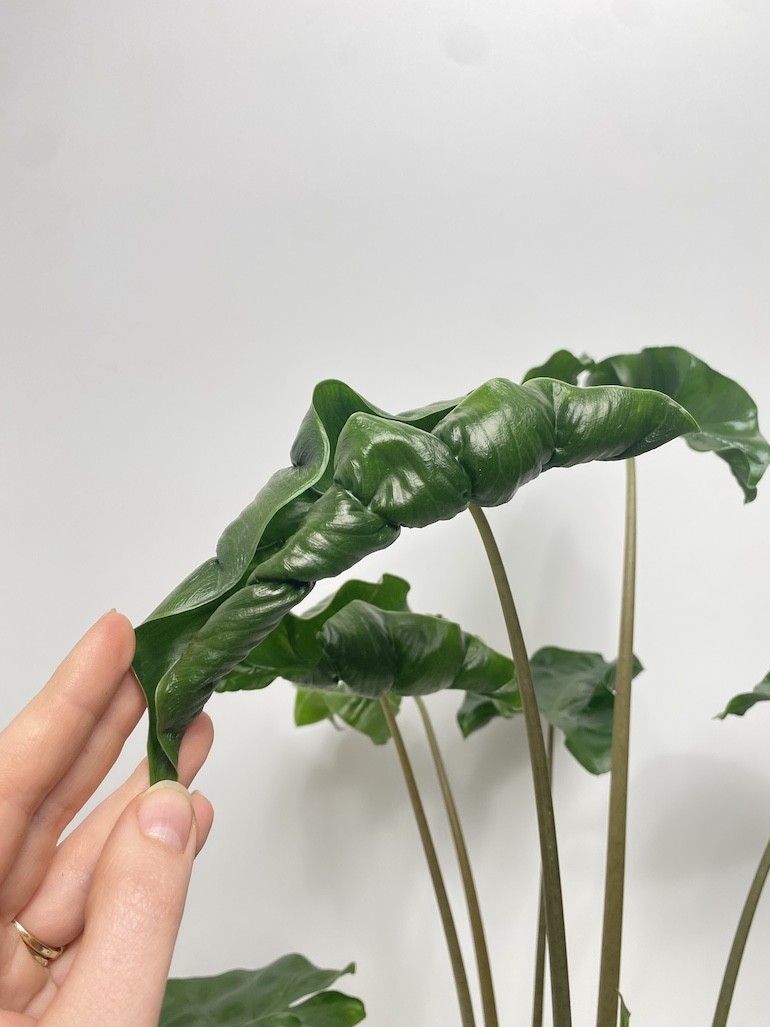 Alokazja Dragon Tail