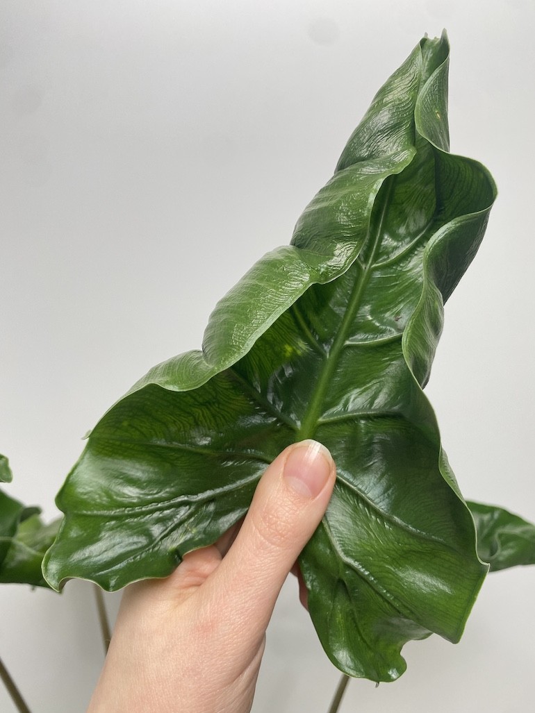 Alokazja Dragon Tail