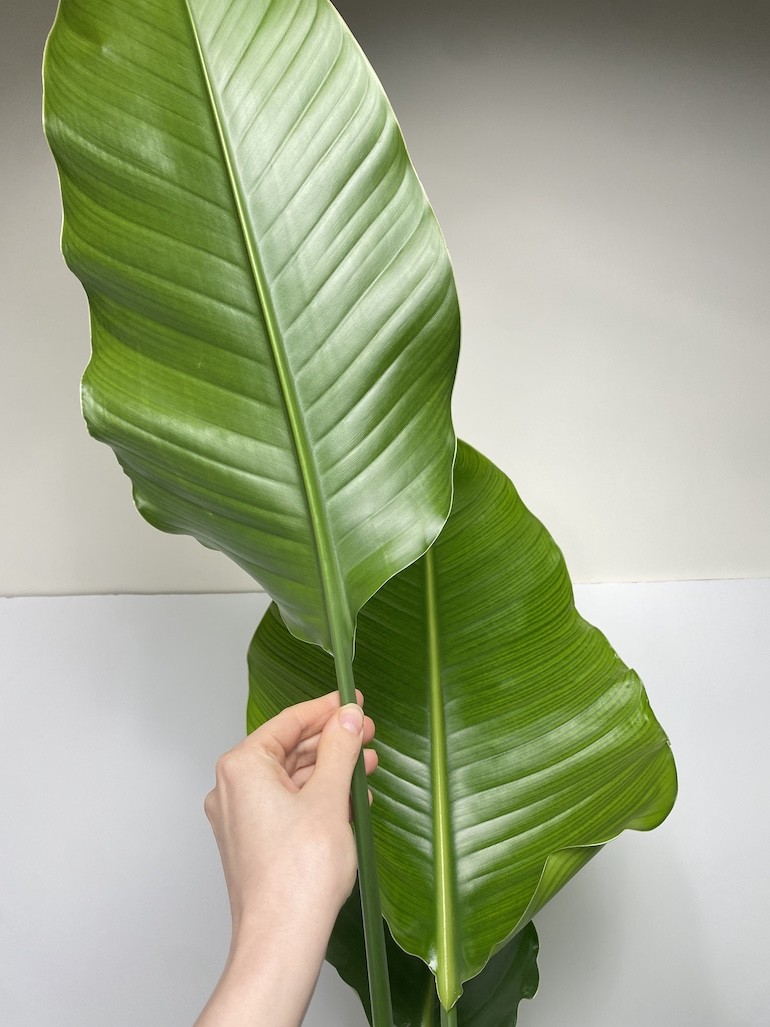 Strelitzia Nicolai XL