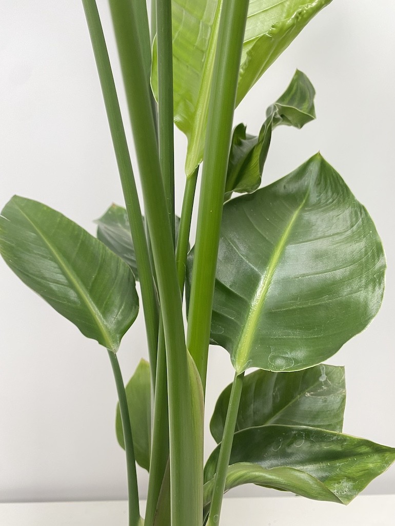 Strelitzia Nicolai XL