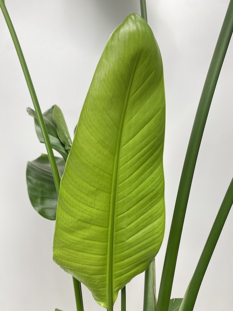 Strelitzia Nicolai XL