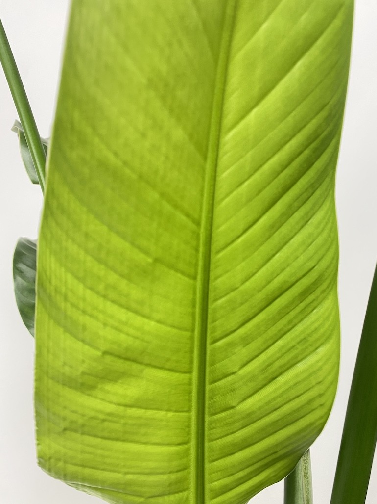 Strelitzia Nicolai XL