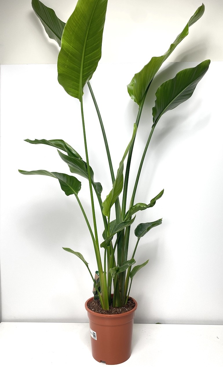Strelitzia Nicolai XL