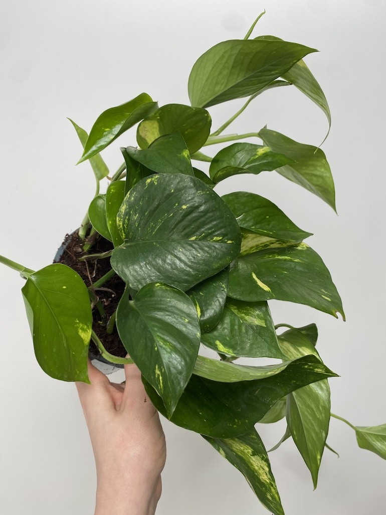Epipremnum Aureum XL