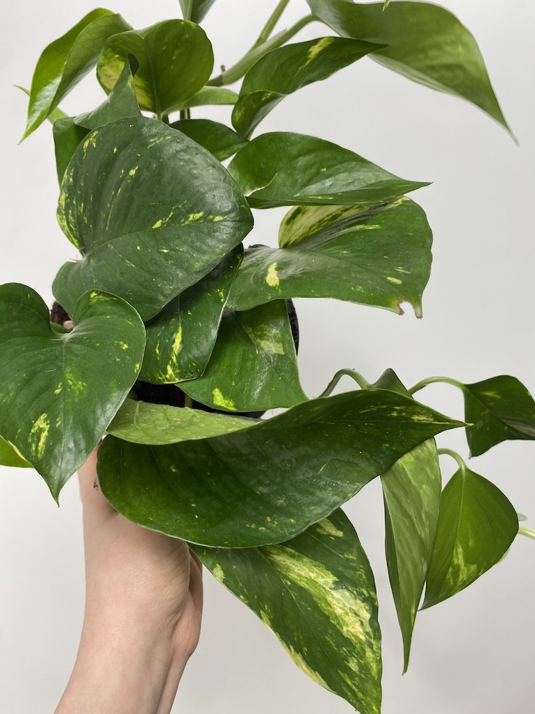 Epipremnum Aureum XL