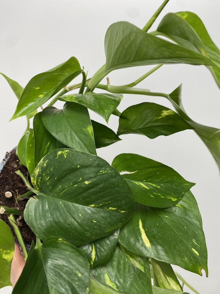 Epipremnum Aureum XL