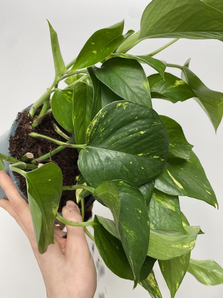 Epipremnum Aureum XL