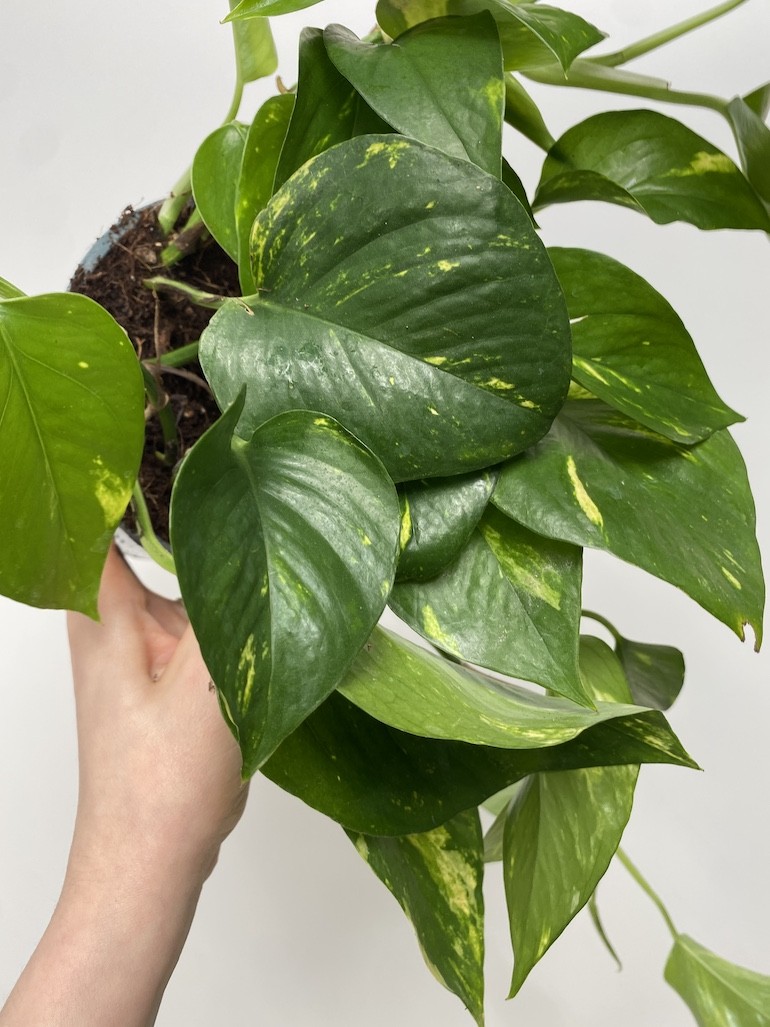 Epipremnum Aureum XL