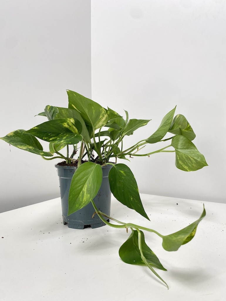 Epipremnum Aureum XL
