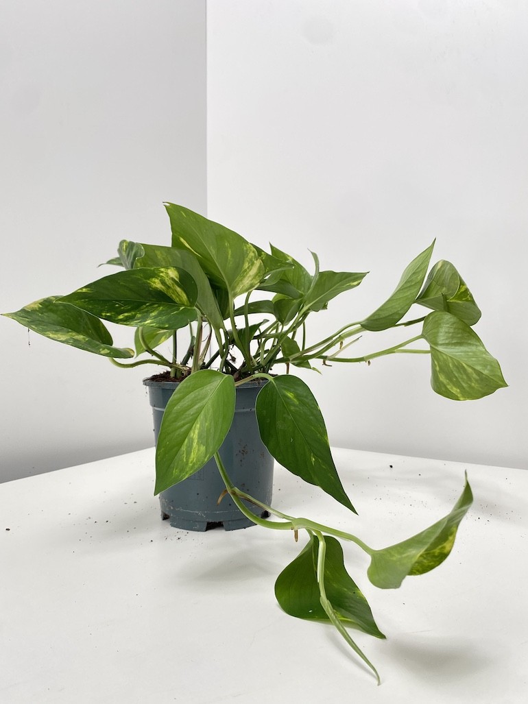 Epipremnum Aureum XL