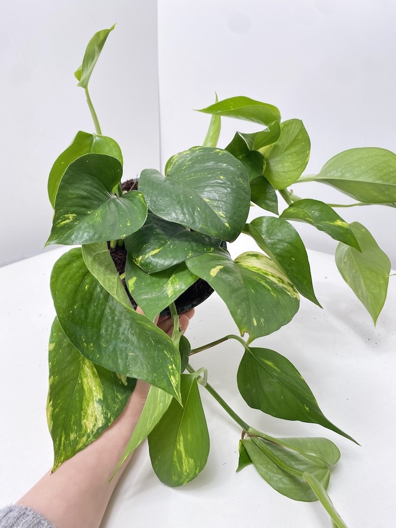 Epipremnum Aureum XL