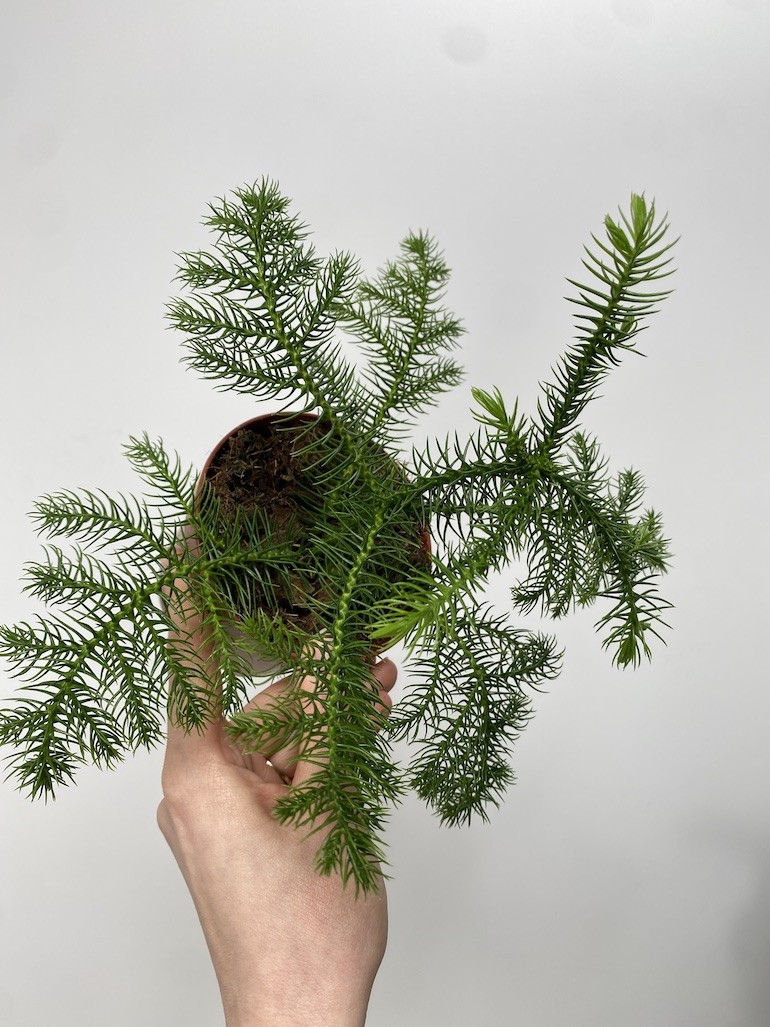 Araucaria heterophylla S