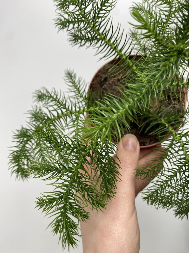 Araucaria heterophylla S