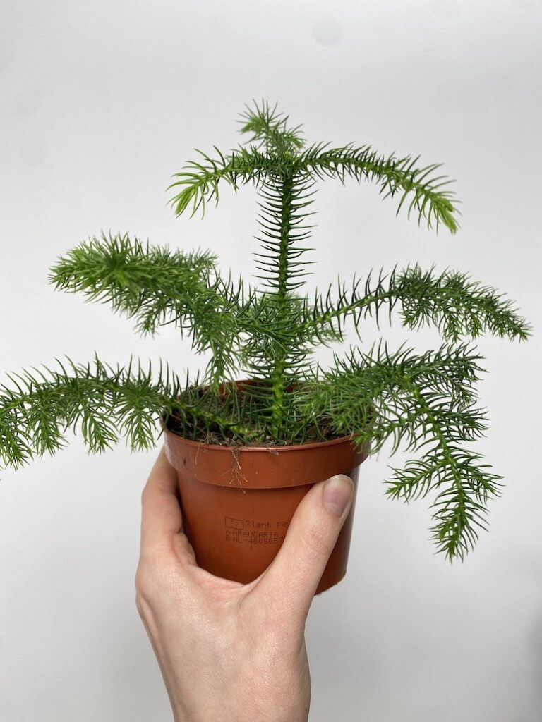 Araucaria heterophylla S