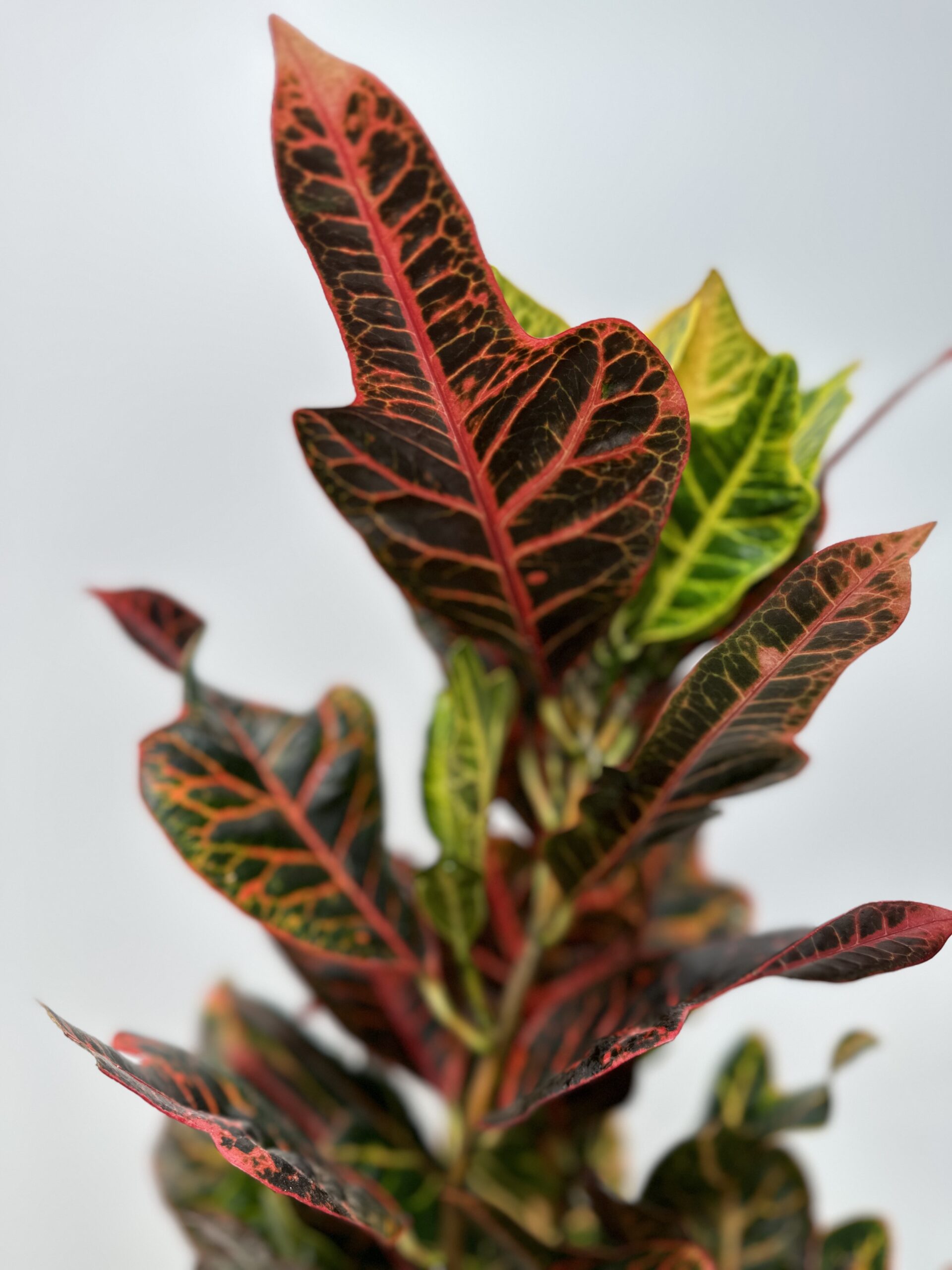 Kroton ‘Codiaeum variegatum Excellent’