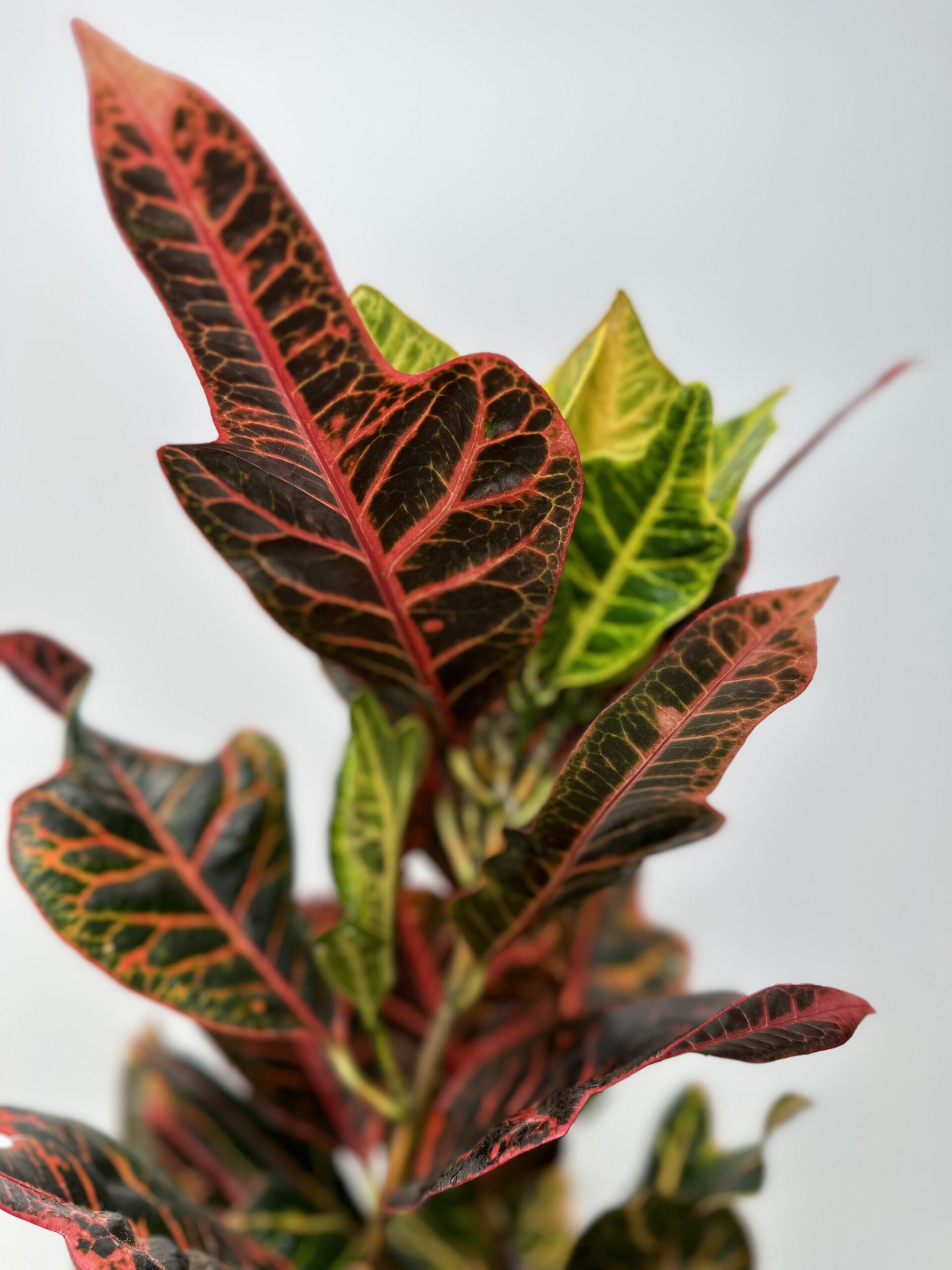 Kroton ‘Codiaeum variegatum Excellent’