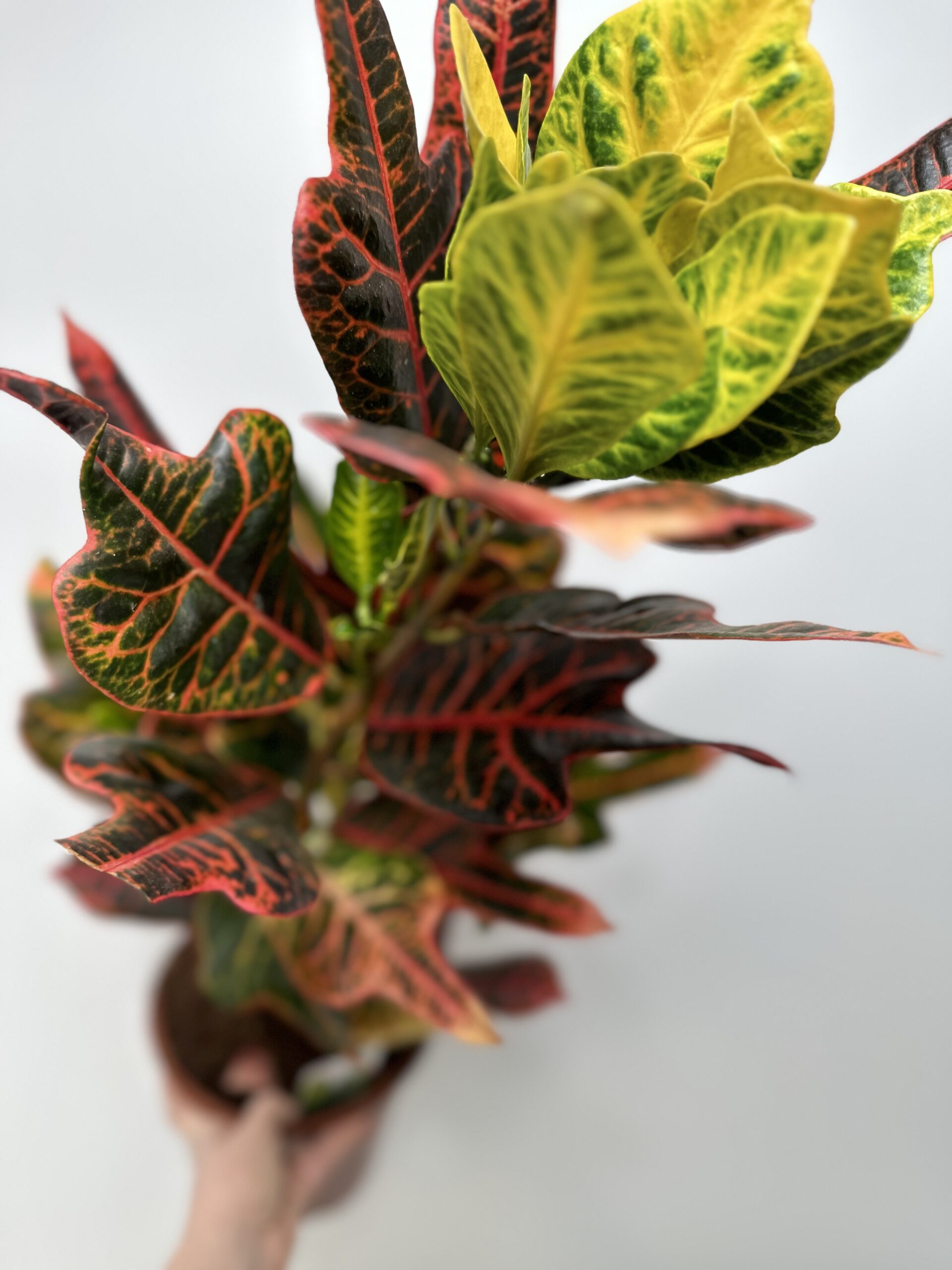 Kroton ‘Codiaeum variegatum Excellent’