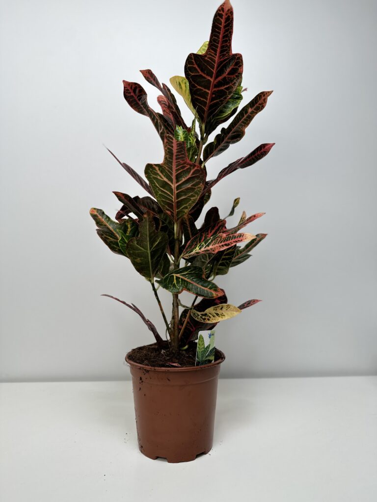 Kroton 'Codiaeum variegatum Excellent'