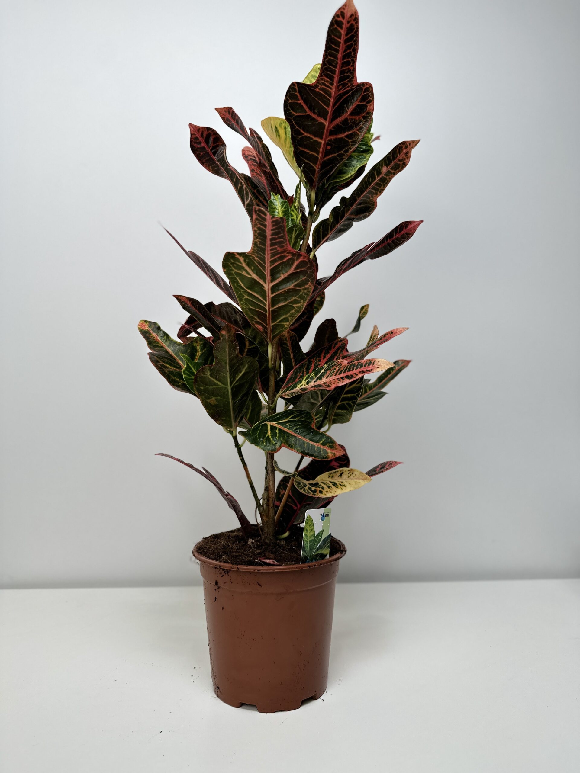 Kroton ‘Codiaeum variegatum Excellent’