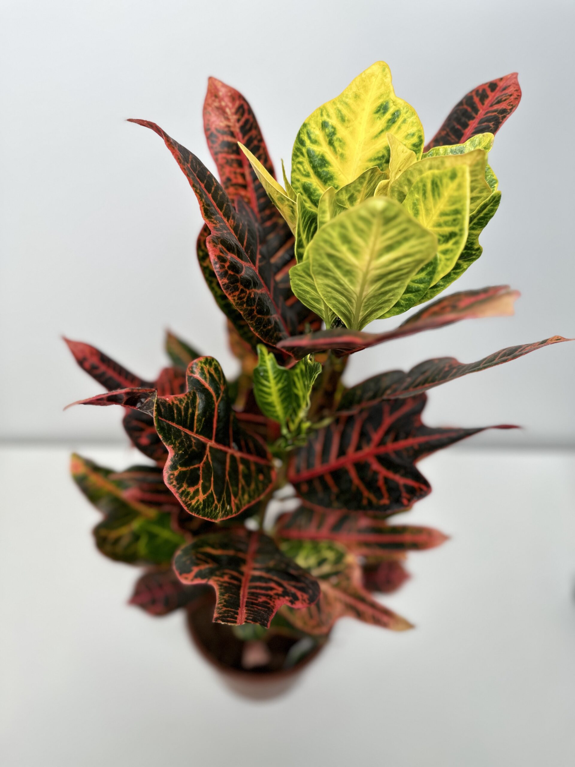 Kroton ‘Codiaeum variegatum Excellent’