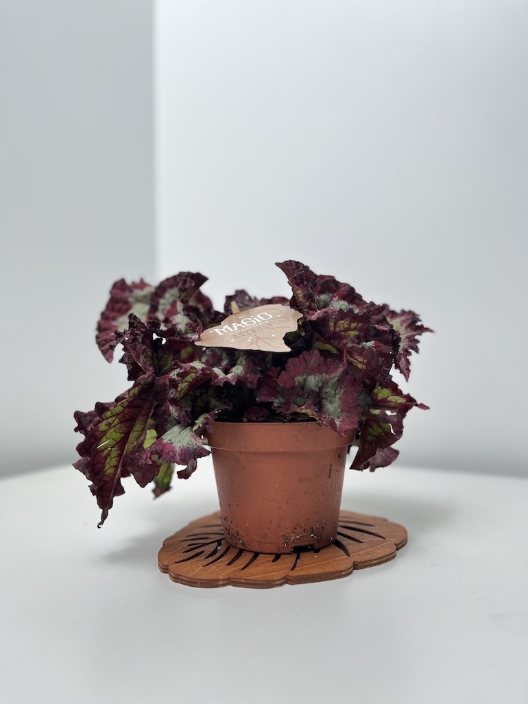 Begonia Magic Colours