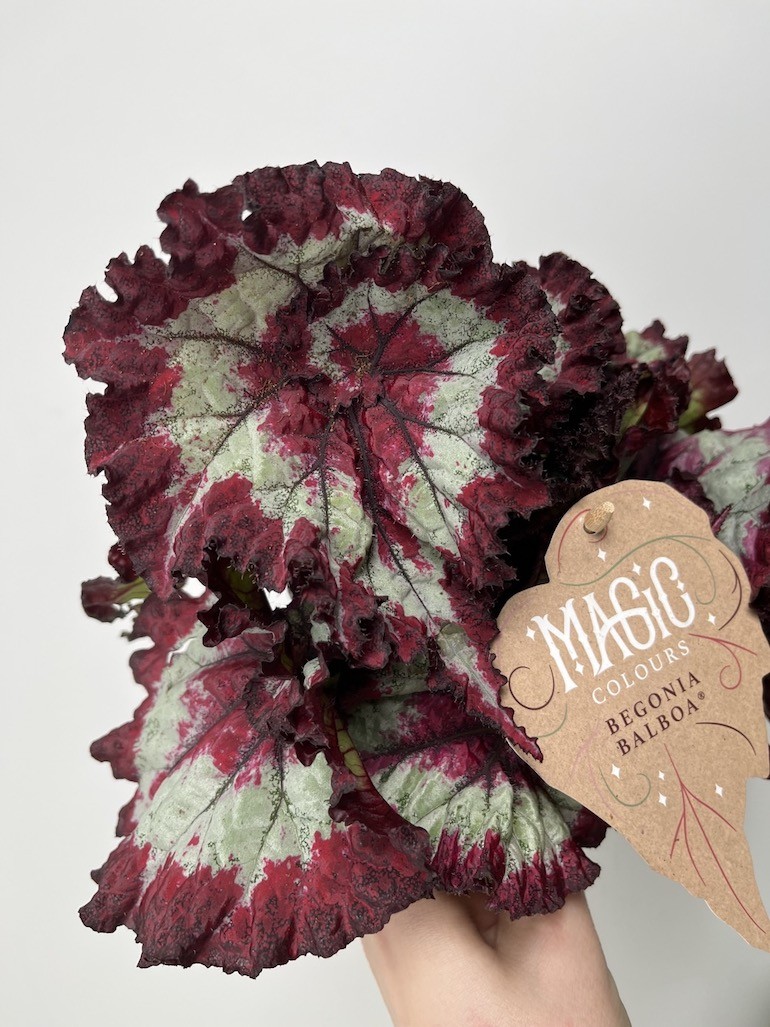 Begonia Magic Colours