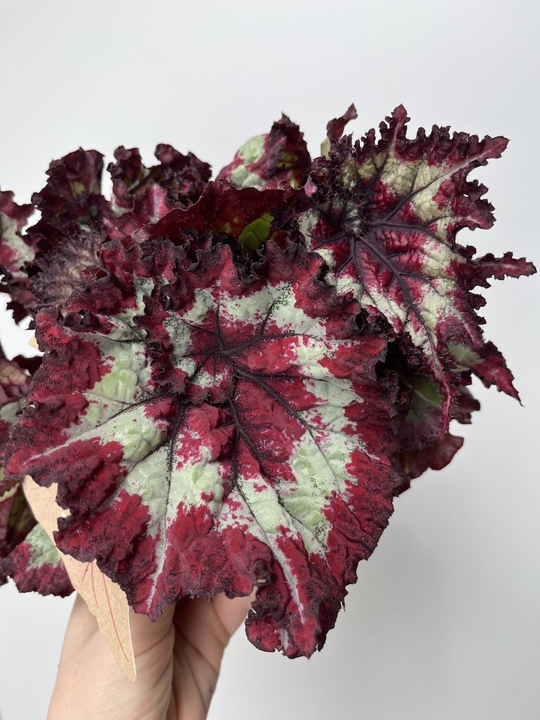 Begonia Magic Colours