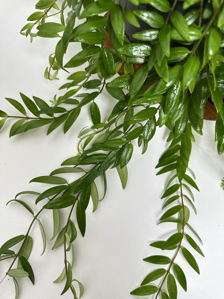 Aeschynanthus Japhrolepis