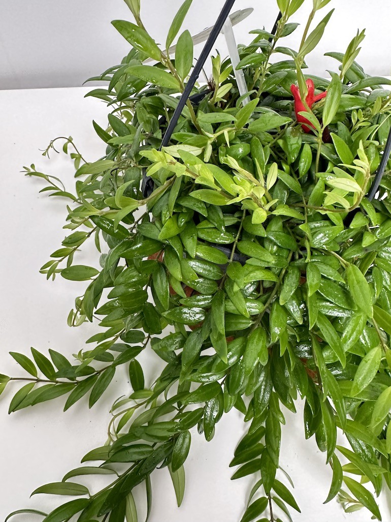Aeschynanthus Japhrolepis