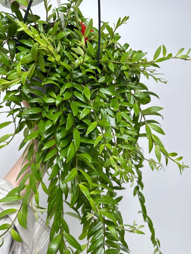 Aeschynanthus Japhrolepis