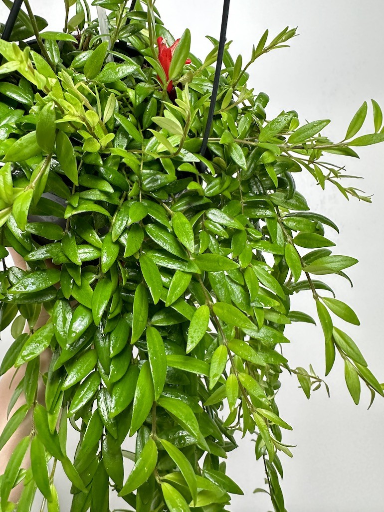 Aeschynanthus Japhrolepis
